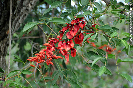 Cockspur Coral Tree. - Flora - MORE IMAGES. Photo #36703