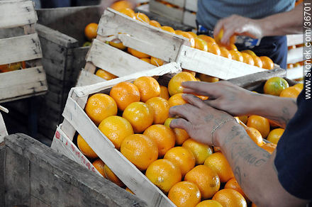 Operativa de la selección y almacenaje de naranjas - Departamento de Salto - URUGUAY. Foto No. 36701