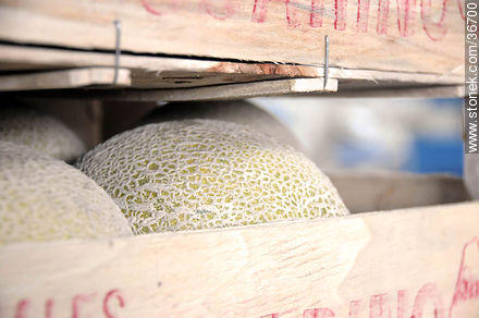 Melon crates - Department of Salto - URUGUAY. Photo #36700