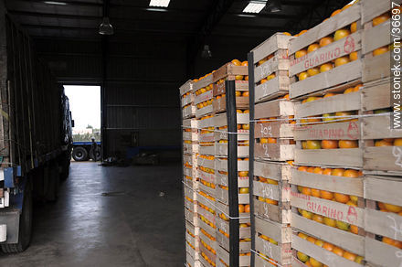 Cargamento de naranjas para distribución - Departamento de Salto - URUGUAY. Foto No. 36697