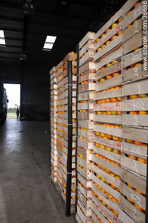 Stand by orange crates awaiting to load on trucks for delivery - Department of Salto - URUGUAY. Photo #36696