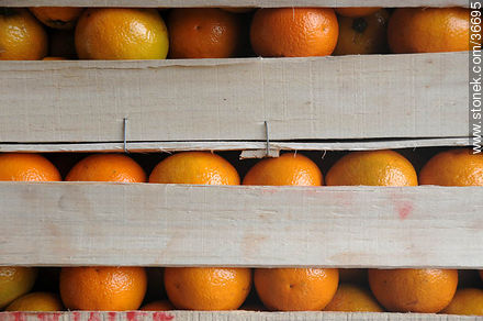Naranjas en cajón para su distribución - Departamento de Salto - URUGUAY. Foto No. 36695