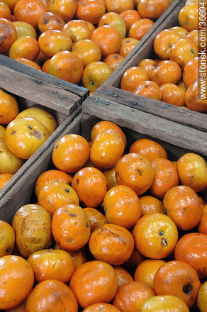 Mandarines - Department of Salto - URUGUAY. Photo #36694