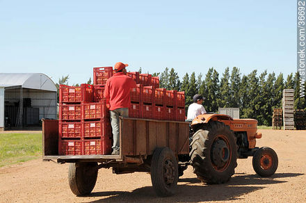 Citrus arriving to the plant - Department of Salto - URUGUAY. Photo #36692