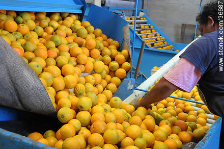 Manual citrus filtering - Department of Salto - URUGUAY. Photo #36687