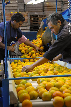 Manual citrus filtering - Department of Salto - URUGUAY. Photo #36685