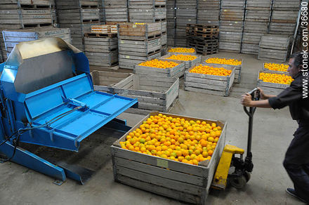 Cajones de fruta para su clasificación - Departamento de Salto - URUGUAY. Foto No. 36680