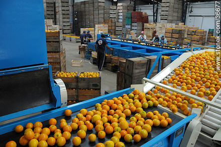 Transporte de naranjas para su clasificacion - Departamento de Salto - URUGUAY. Foto No. 36677