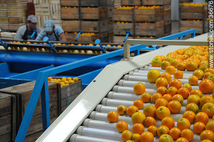 Transporte de naranjas para su clasificacion - Departamento de Salto - URUGUAY. Foto No. 36676