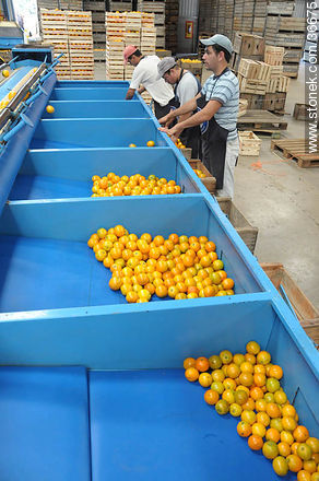 Filtering citrus by size - Department of Salto - URUGUAY. Photo #36675