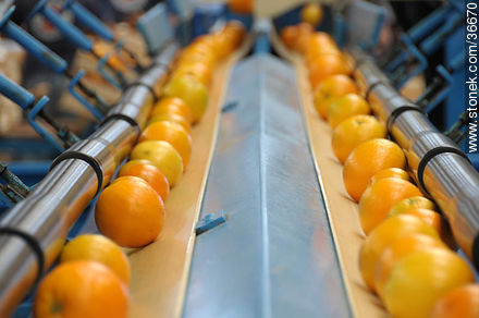 Naranjas en cintas de selección por tamaños - Departamento de Salto - URUGUAY. Foto No. 36670
