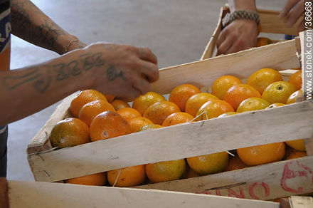 Operativa de la selección y almacenaje de naranjas - Departamento de Salto - URUGUAY. Foto No. 36668