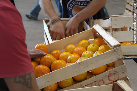 Packing oranges into crates - Department of Salto - URUGUAY. Photo #36667