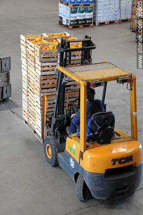 Operativa de la selección y almacenaje de naranjas - Departamento de Salto - URUGUAY. Foto No. 36665