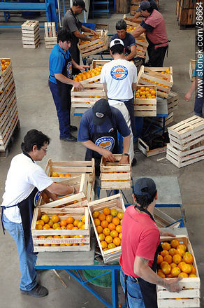 Operativa de la selección y almacenaje de naranjas - Departamento de Salto - URUGUAY. Foto No. 36664