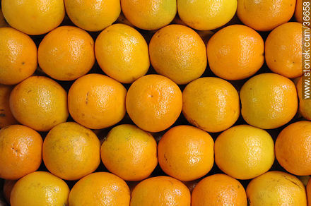 Oranges - Department of Salto - URUGUAY. Photo #36658