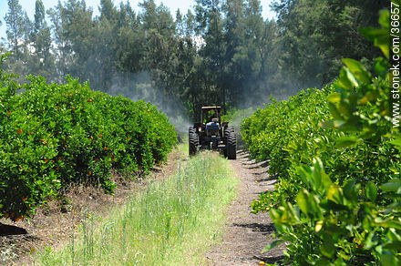 Spraying orange fields - Department of Salto - URUGUAY. Photo #36657
