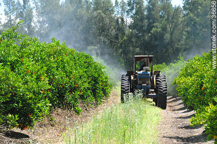 Spraying orange fields - Department of Salto - URUGUAY. Photo #36656