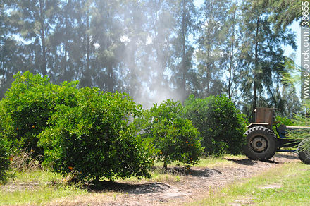 Spraying orange fields - Department of Salto - URUGUAY. Photo #36655