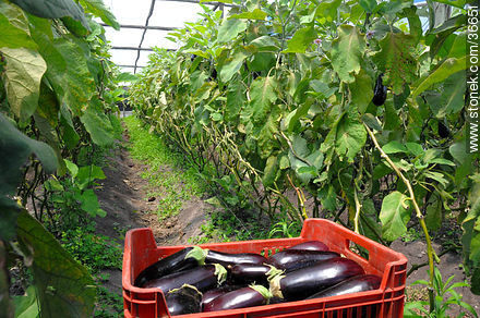 Eggplant - Department of Salto - URUGUAY. Photo #36651