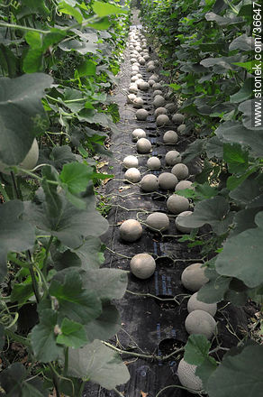 Greenhouse melons - Department of Salto - URUGUAY. Photo #36647