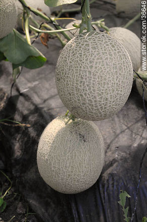 Melones de invernadero - Departamento de Salto - URUGUAY. Foto No. 36646