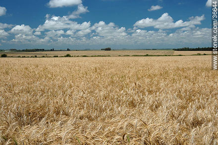 Wheat field - Department of Salto - URUGUAY. Photo #36644