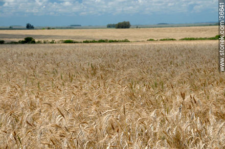 Wheat field - Department of Salto - URUGUAY. Photo #36641
