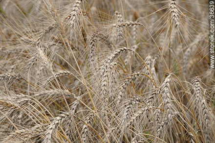 Wheat field - Department of Salto - URUGUAY. Photo #36639