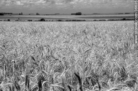 Wheat field -  - MORE IMAGES. Photo #36635