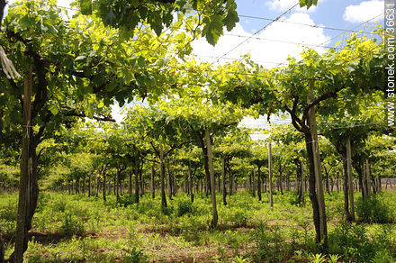 Vineyard - Department of Salto - URUGUAY. Photo #36631