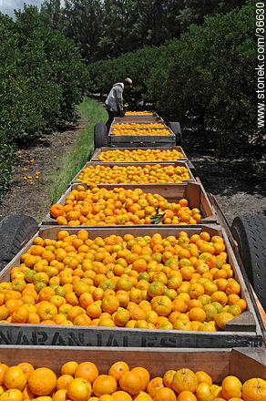 Tangerine harvest - Department of Salto - URUGUAY. Photo #36630