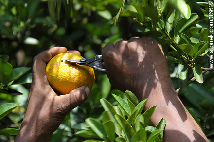 Tangerine harvest - Department of Salto - URUGUAY. Photo #36622