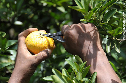 Tangerine harvest - Department of Salto - URUGUAY. Photo #36623