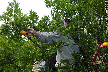 Tangerine harvest - Department of Salto - URUGUAY. Photo #36619