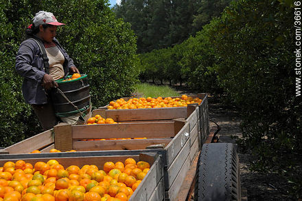 Tangerine harvest - Department of Salto - URUGUAY. Photo #36616