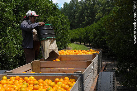 Tangerine harvest - Department of Salto - URUGUAY. Photo #36613