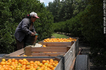 Tangerine harvest - Department of Salto - URUGUAY. Photo #36615