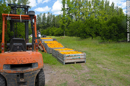 Tangerine harvest - Department of Salto - URUGUAY. Photo #36610