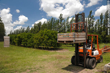 Tangerine harvest - Department of Salto - URUGUAY. Photo #36609