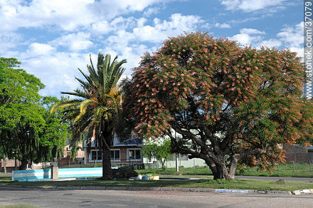 Ceibo - Department of Paysandú - URUGUAY. Photo #37079