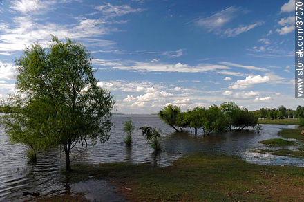 Rised Uruguay river. - Department of Paysandú - URUGUAY. Photo #37070