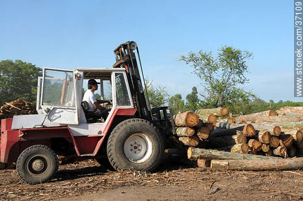 Timber industry - Department of Paysandú - URUGUAY. Foto No. 37109