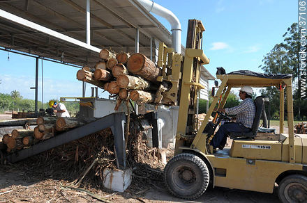 Timber industry - Department of Paysandú - URUGUAY. Foto No. 37106