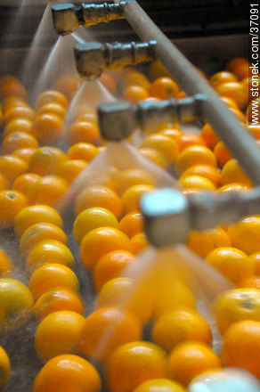 Industria frutícola - Departamento de Paysandú - URUGUAY. Foto No. 37091