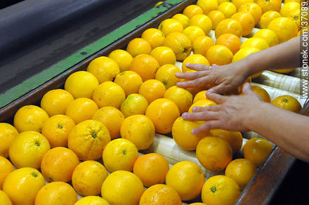 Citrus industry - Department of Paysandú - URUGUAY. Foto No. 37089