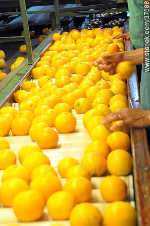 Citrus industry - Department of Paysandú - URUGUAY. Photo #37088