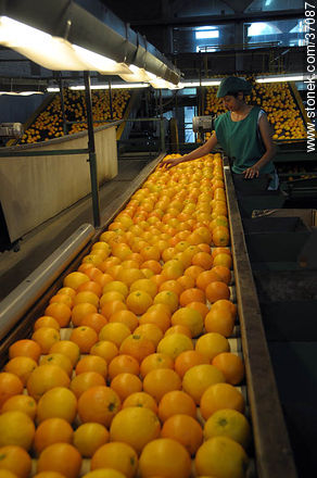 Citrus industry - Department of Paysandú - URUGUAY. Foto No. 37087