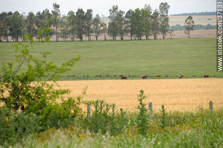 Paysandú fields - Department of Paysandú - URUGUAY. Photo #37131