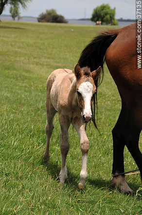 Mare and foal. - Fauna - MORE IMAGES. Photo #37135